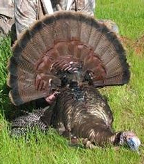 Williams Turkey Hunting