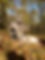 Indiana Hunting Ranch