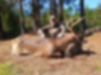 South Carolina Whitetail Hunting