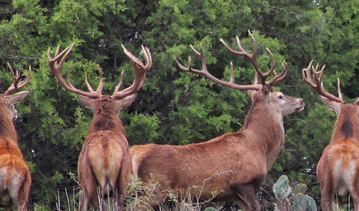 Hunting Ranch TX