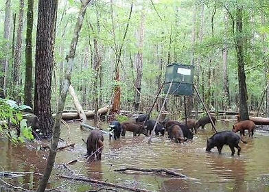 South Carolina Hog Hunting Outfitter