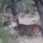 Exotic Hunting Ranch in Texas