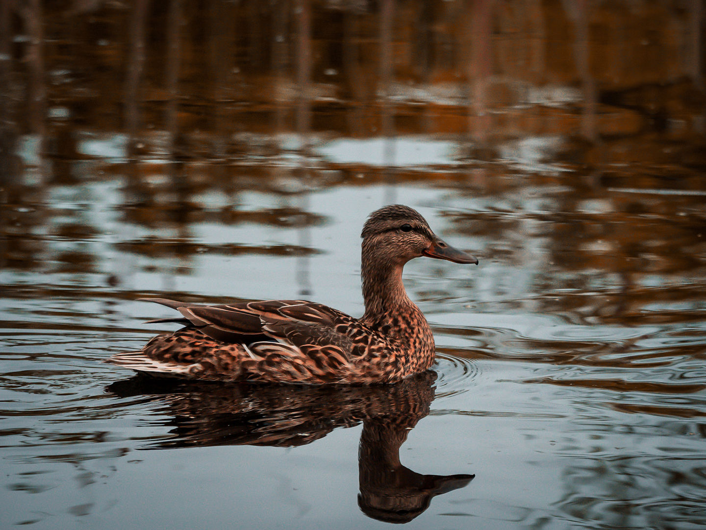 Mallard duck swimming calmly on a lake with its reflection visible. Nature Stills.