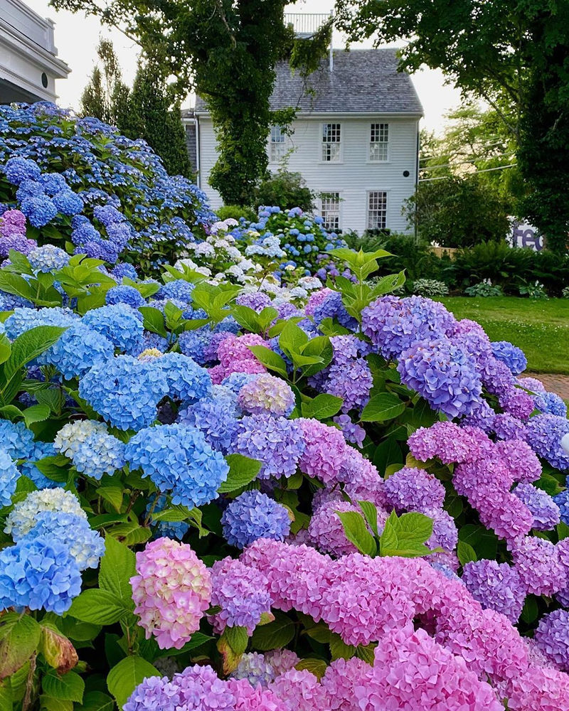 NANTUCKET FLOWER CAMP