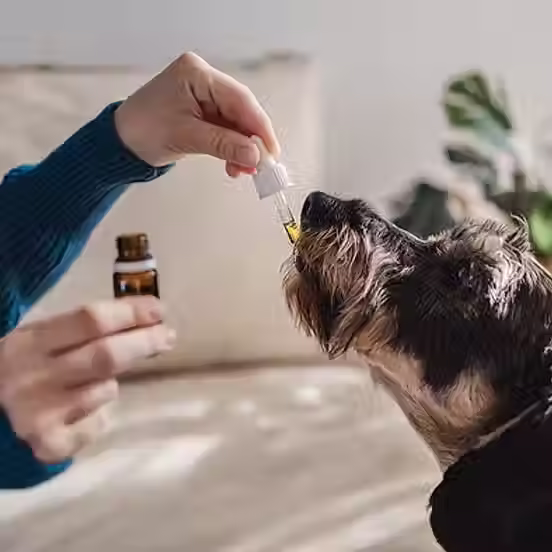 petmeds.avif