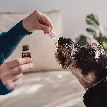 petmeds.avif