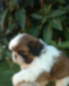 shihh tzu clarinha 2 x mec