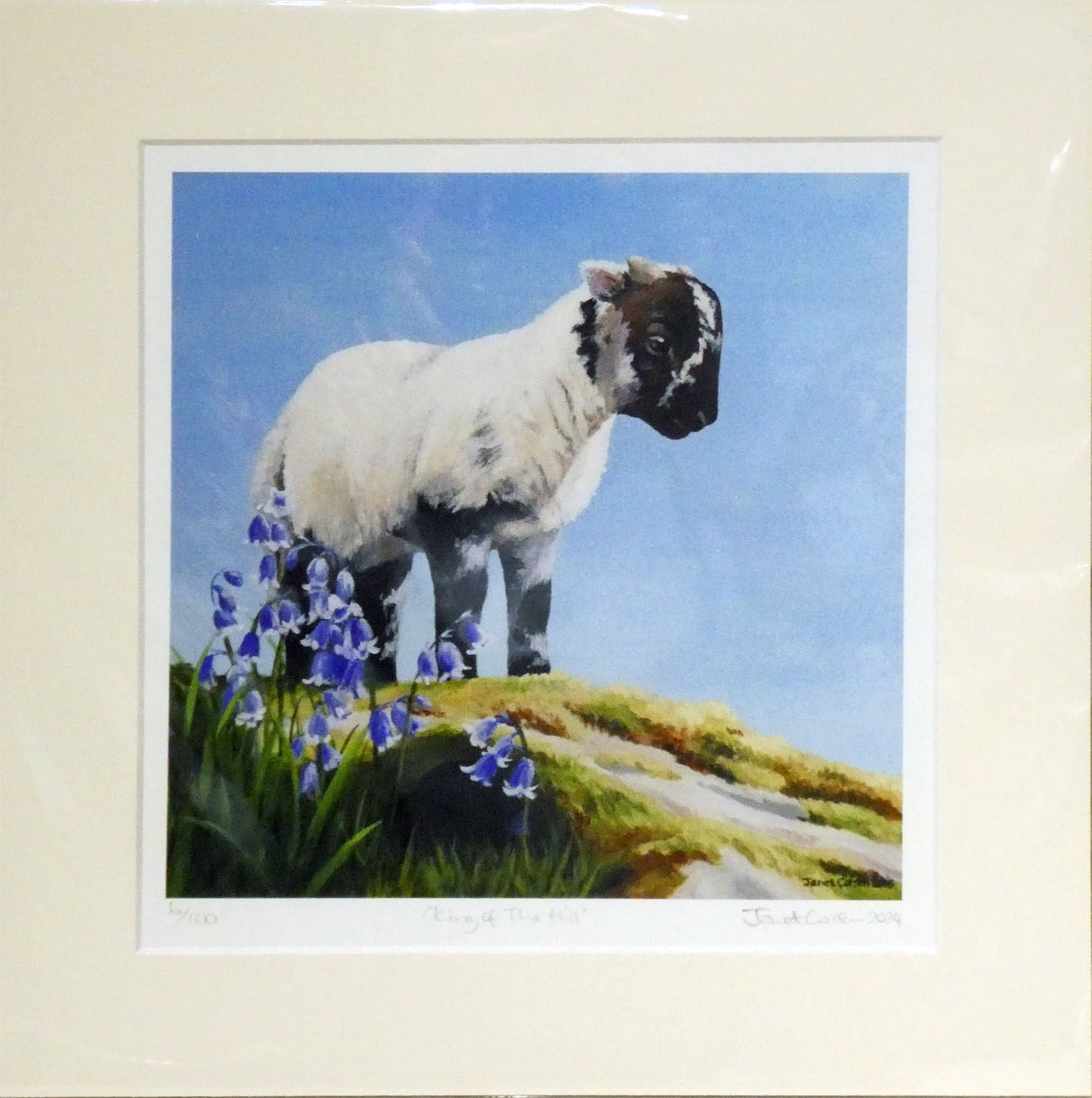 King of the Hill Black Faced Lamb Print