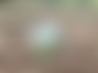 A puffball mushroom in the woods.