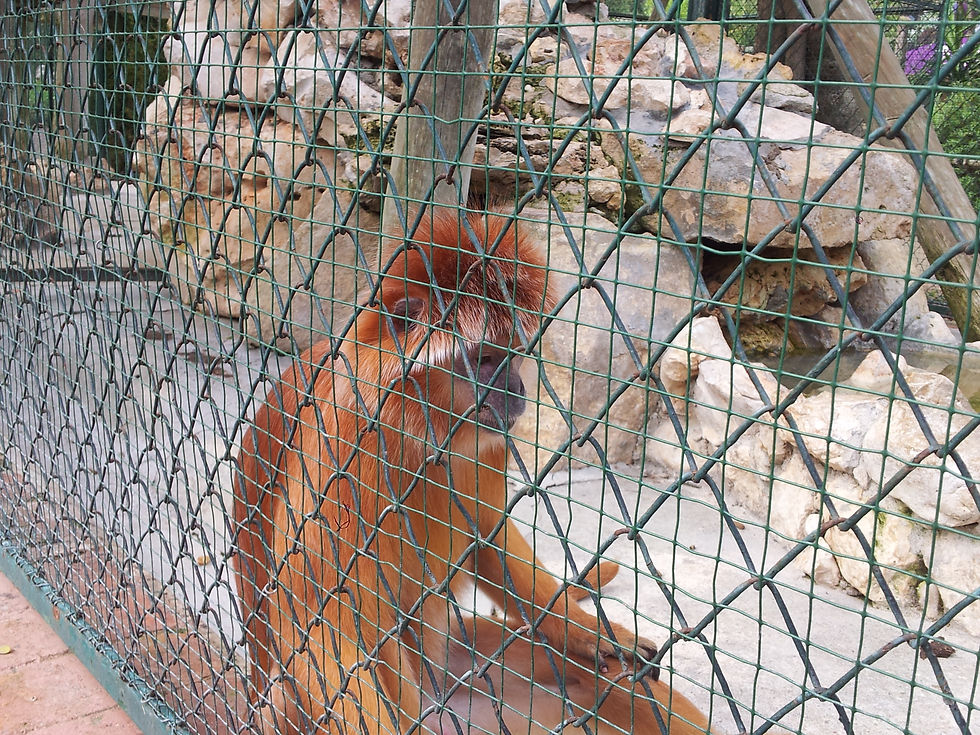 Zoo