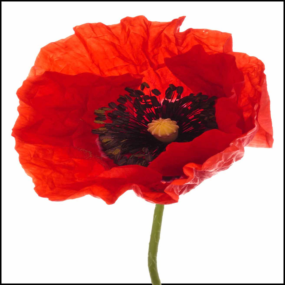 Thumbnail: Poppy Poem-Rest in Peace