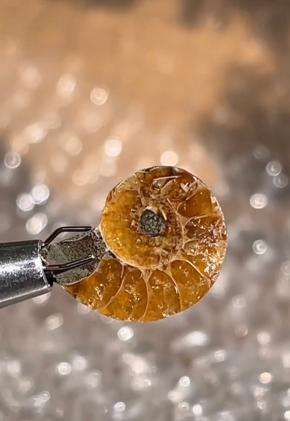 Thumbnail: Ammonite