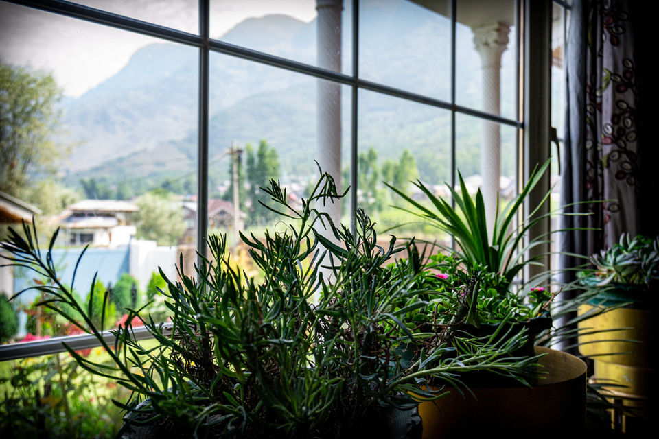 Plants and Garden