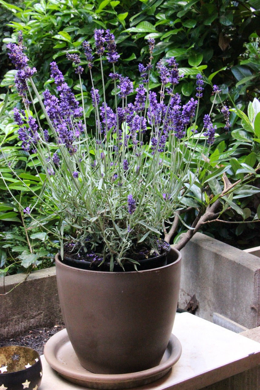 Lavender is a fragrant summer flower..Perennial is a plant that lives more than two years, usually growing in size each year. They are easy to grow, and incredibly versatile.