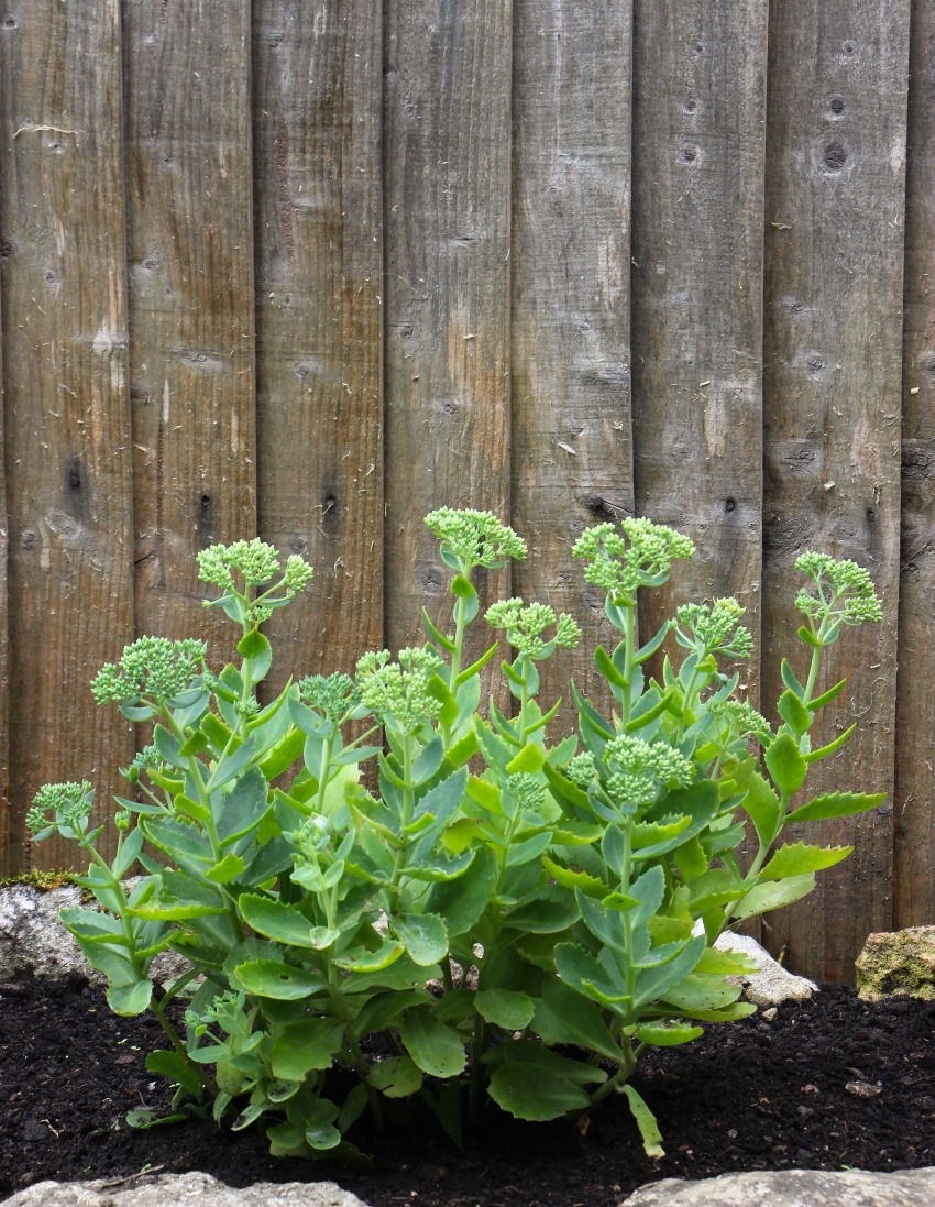 12 of the Best Perennials to Brighten Up Your Garden