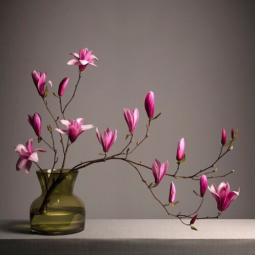 Magnolia trees in full bloom are one of the joys of spring. The beautiful Magnolia trees are prized for their large, fragrant flowers that enchant the balmy spring air with their sweet, heady fragrance.