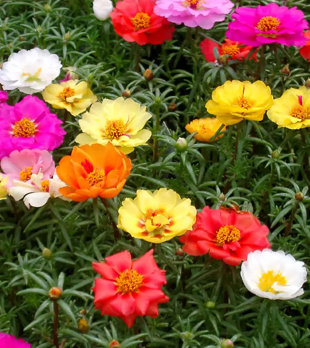 Moss Rose (Portulaca)
