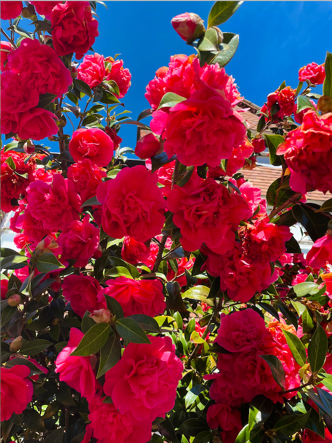 The spring season remains one of the most beautiful times of the year. It runs from the beginning of March until the end of May.