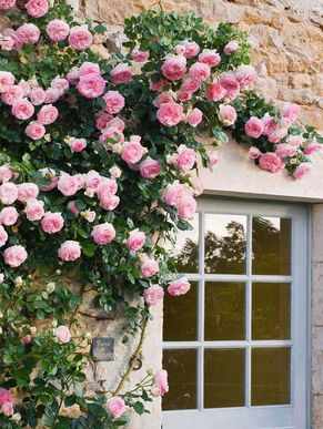 10 Best Climbing Roses - Choosing the right roses for your dream garden