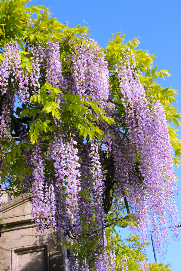 Wisteria floribunda 'Royal Purple' (Japanese wisteria)