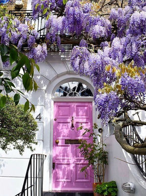 Wisteria: Elegance in Every Petal