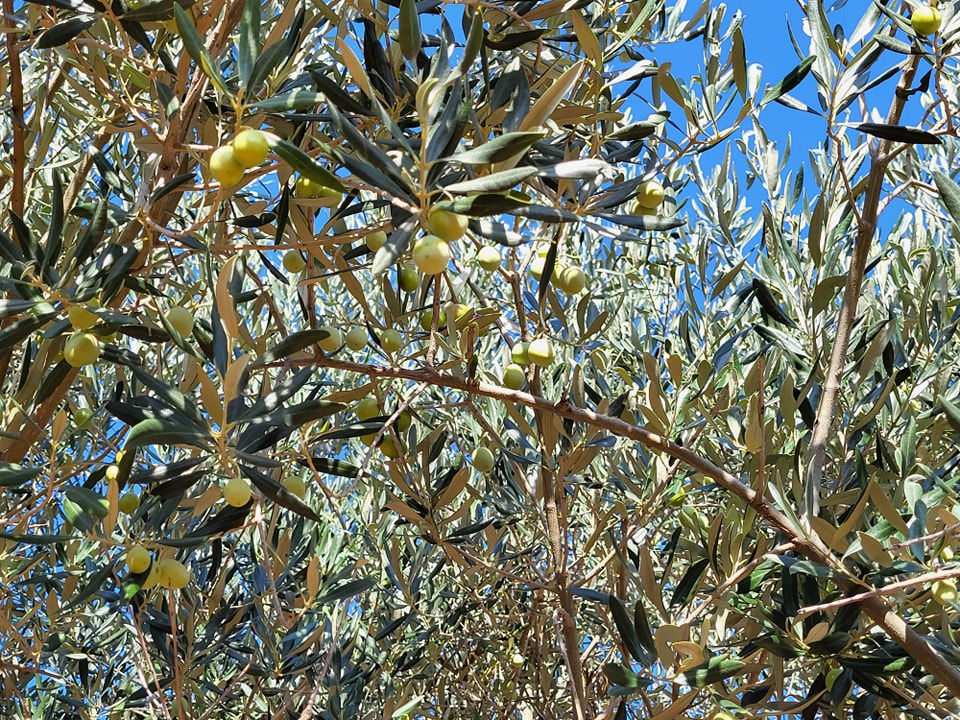 Cres Olive Oil Tour