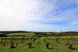 Mornington Peninsula