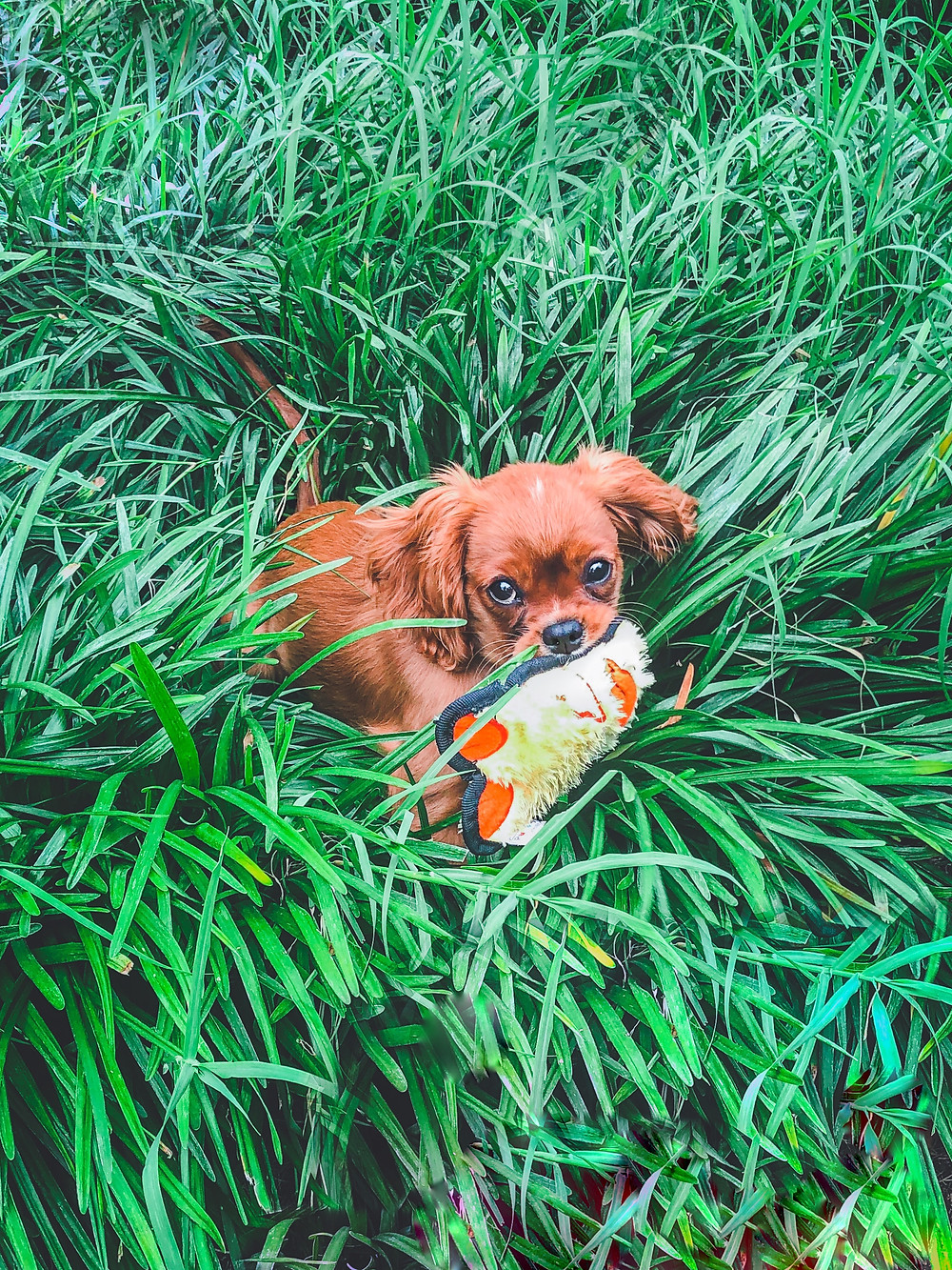 Huxley, the new puppy
