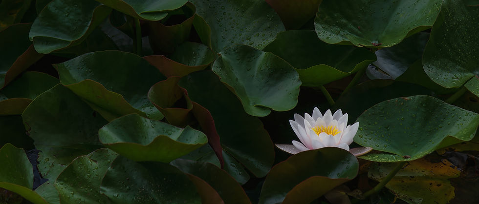 Ethereal Beauty - James Harris Photography