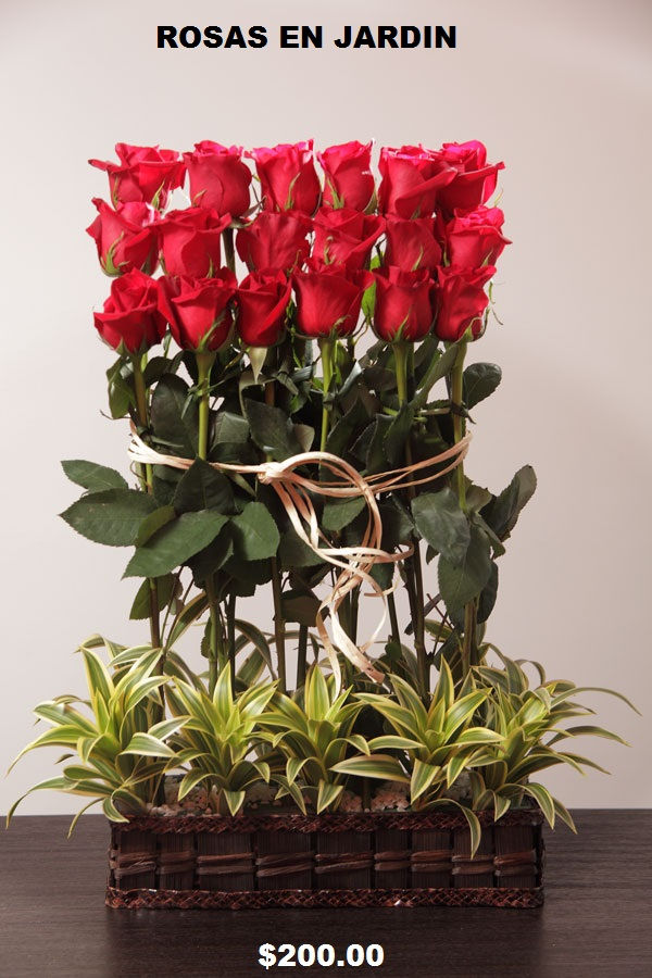 Rosas en jardín