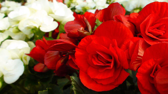 Begonia