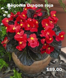Begonia dragón roja