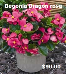 Begonia dragón