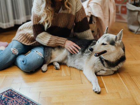 Complete Guide To Finding The Right 24/7 Pet Clinic In Dubai
