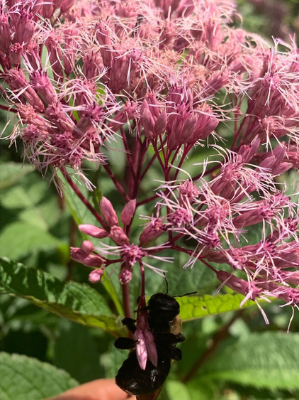 Replaced invasive ground covers with layered plant communities that support local pollinators year-round and requires minimal maintenance once established.