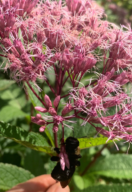 Native Plant and Sustainable Garden design with Joe Pye Weed.