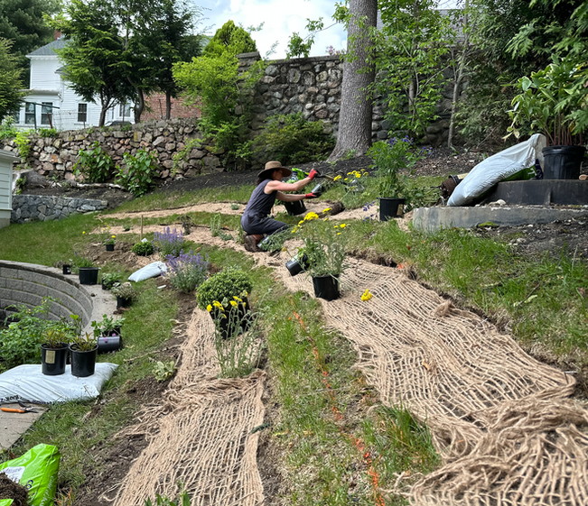 Landscape garden design in Newton, MA using native and pollinator plantings.