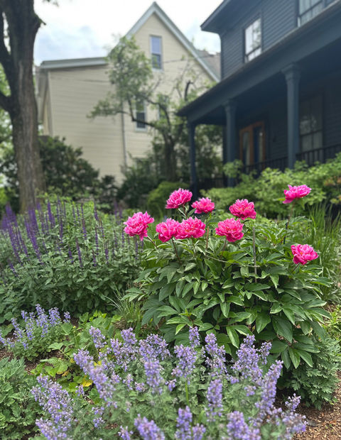 Ecological garden design in Cambridge and surrounding suburbs, using native New England plants, layered perennial planting, and organic landscape practices.