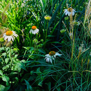 Full-site landscape master plan for a Cambridge-area residence, combining naturalistic planting with structured stone terraces.