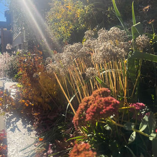 Sustainable urban garden design with layered planting and organic landscape practices in Cambridge, MA
