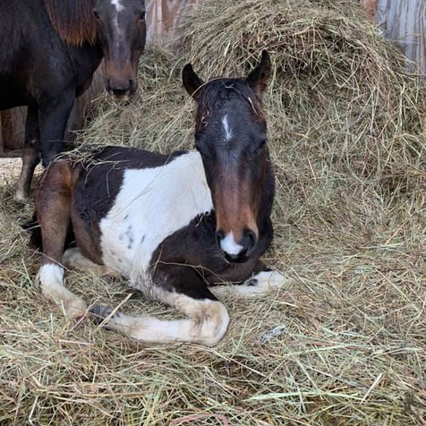 finn and harley2.jpg