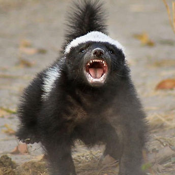 honey badger2.jpg