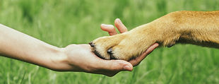 hand nad paw photo.jpg