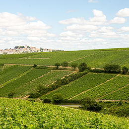 Sauvignon Blancs of Distinction