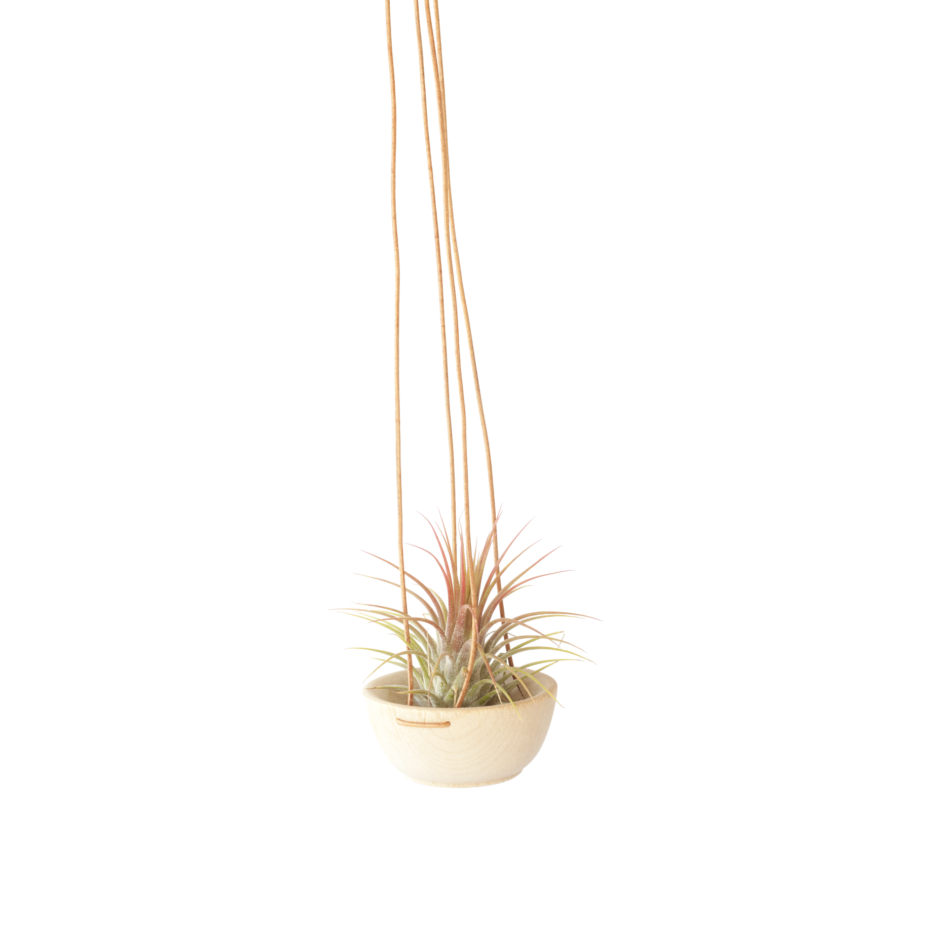 Wood + Leather Air Plant Hanger With Plant