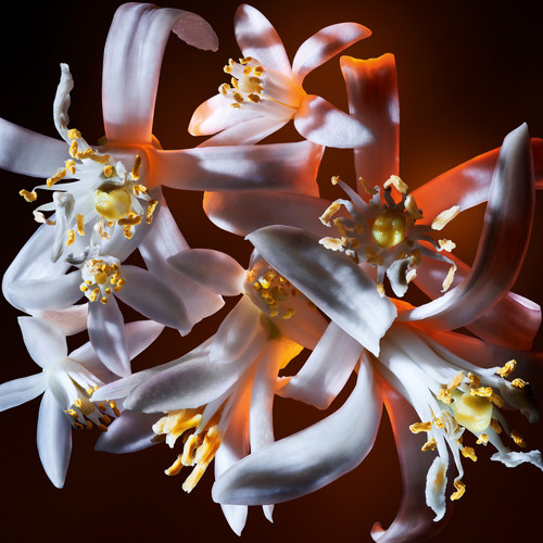 YSL Libre Flowers Flames Eau de Parfum Florale 90ml