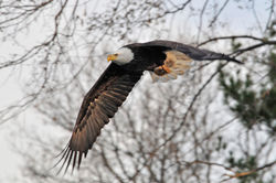 Eagle2.jpg