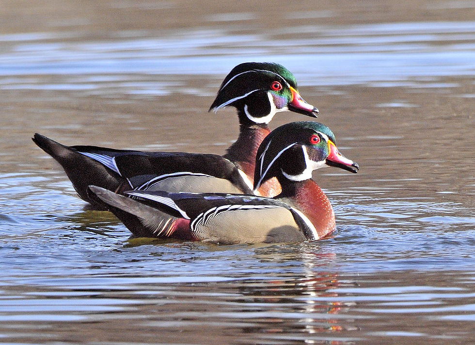 Wood Ducks.jpg