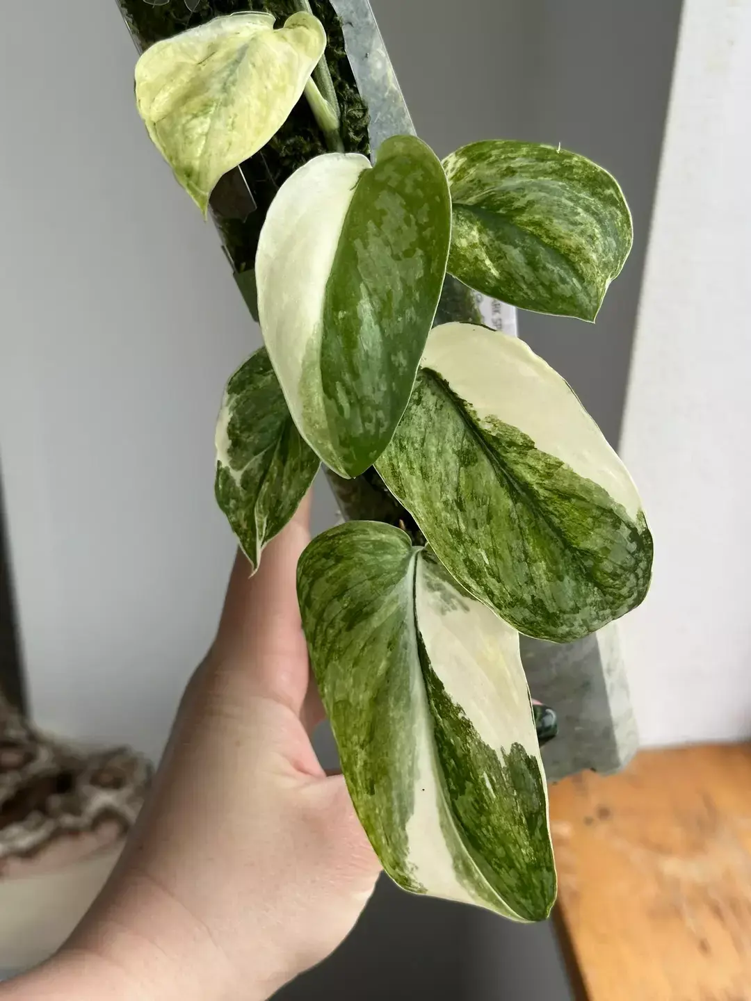 Scindapsus Dark Splash Tricolor