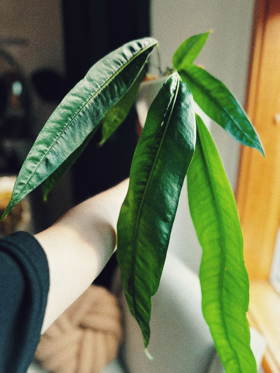 anthurium punctatum